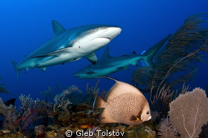 Angel fish and sharks by Gleb Tolstov 